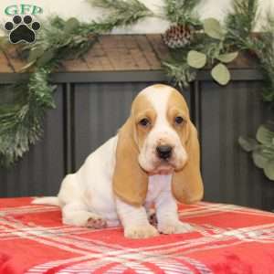 Scooter, Basset Hound Puppy